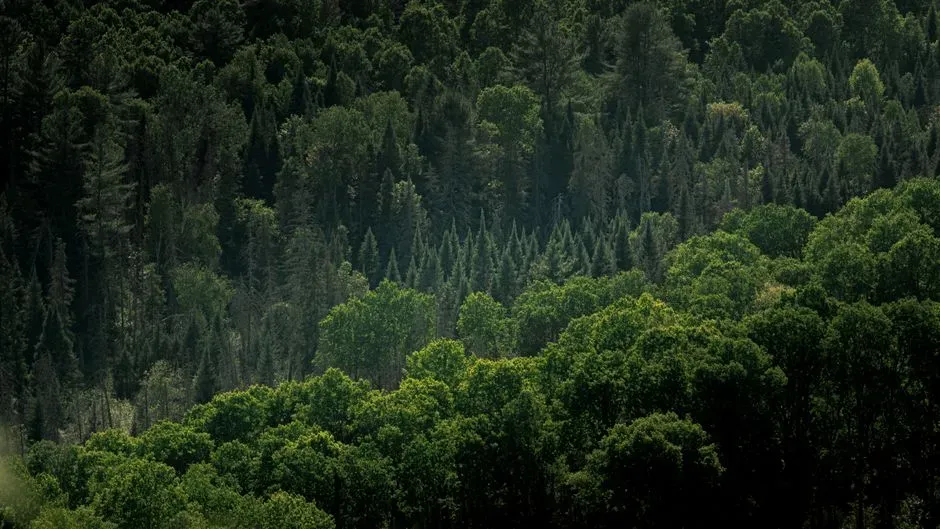Risks to Wildlife, Indigenous Communities, and Your Climate Future (Image Credits: Pexels)