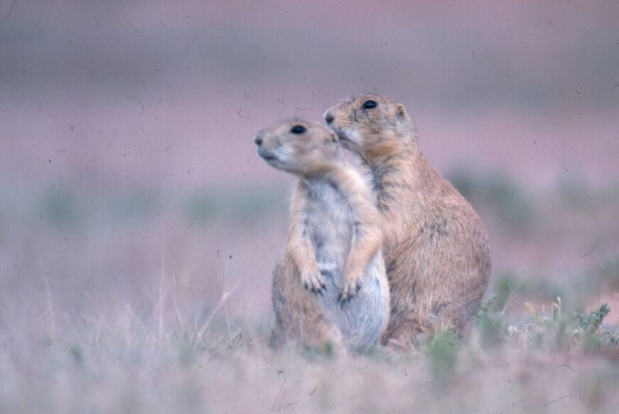 Thunder Basin National Grassland, Wyoming: Managing the Mosaic (Image Credits: Wikimedia)