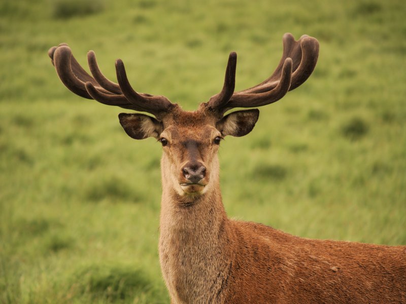 Deer Antlers - The Fastest Regrowing Appendages (Image Credits: Wikimedia)