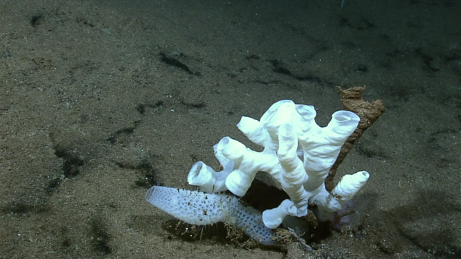 The Death Ball Sponge That Hunts Its Prey (Image Credits: Wikimedia)