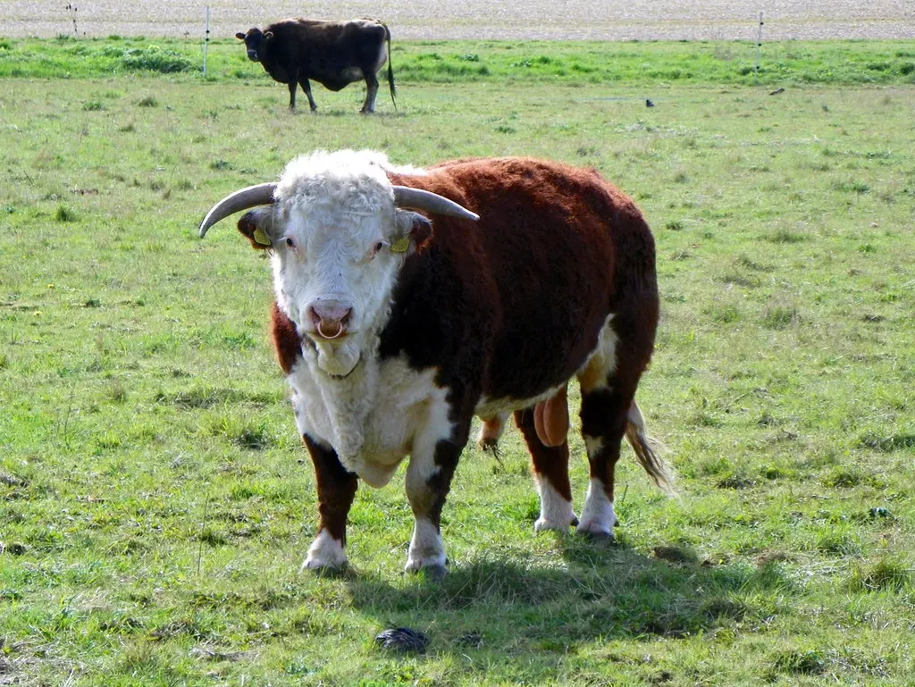 Taurus: The Steadiness of the Bull and the Cow (Peter O'Connor aka anemoneprojectors, Flickr, CC BY-SA 2.0)