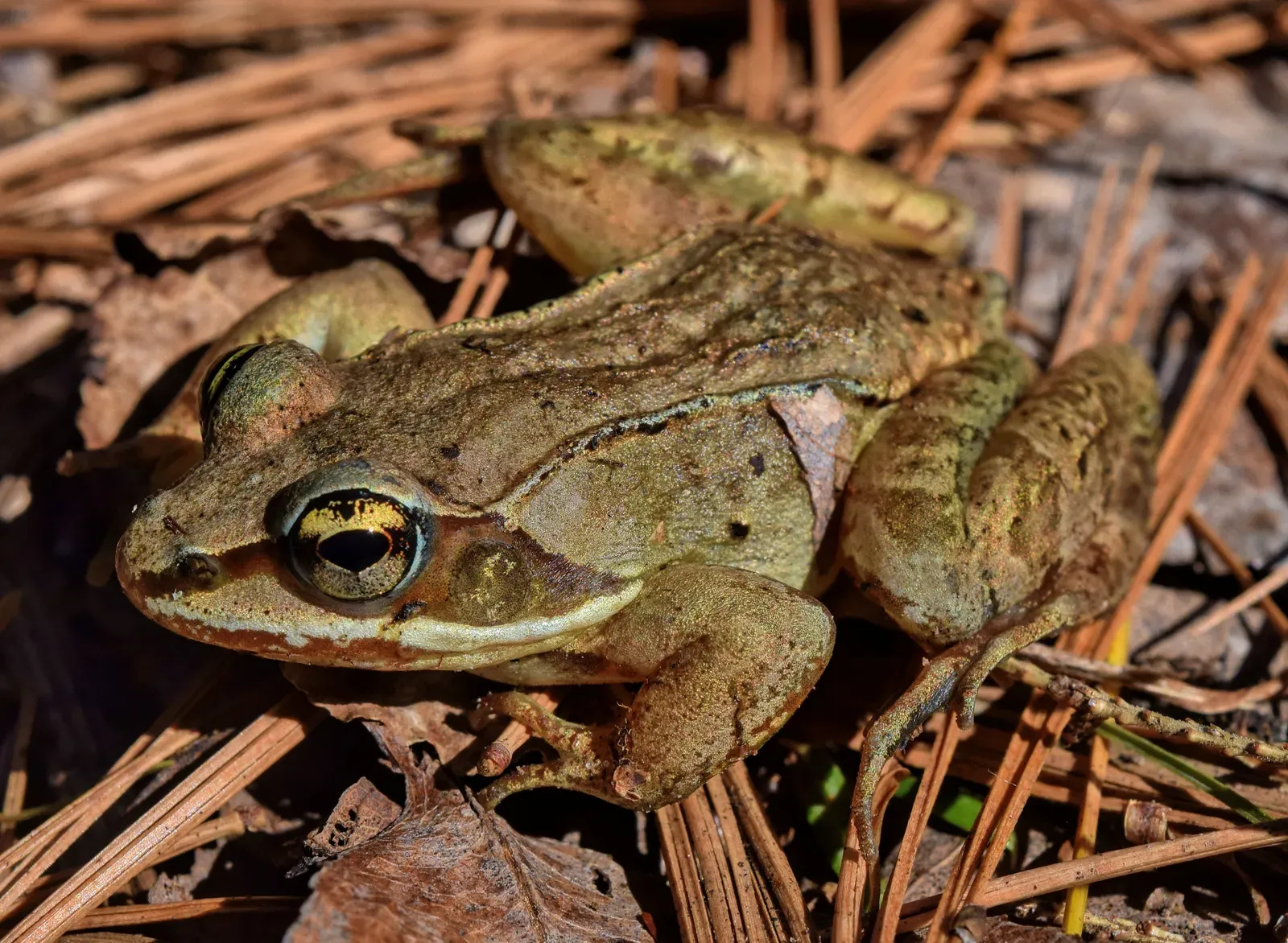 2. The Wood Frog's Deep Freeze Survival Trick (Image Credits: Wikimedia)