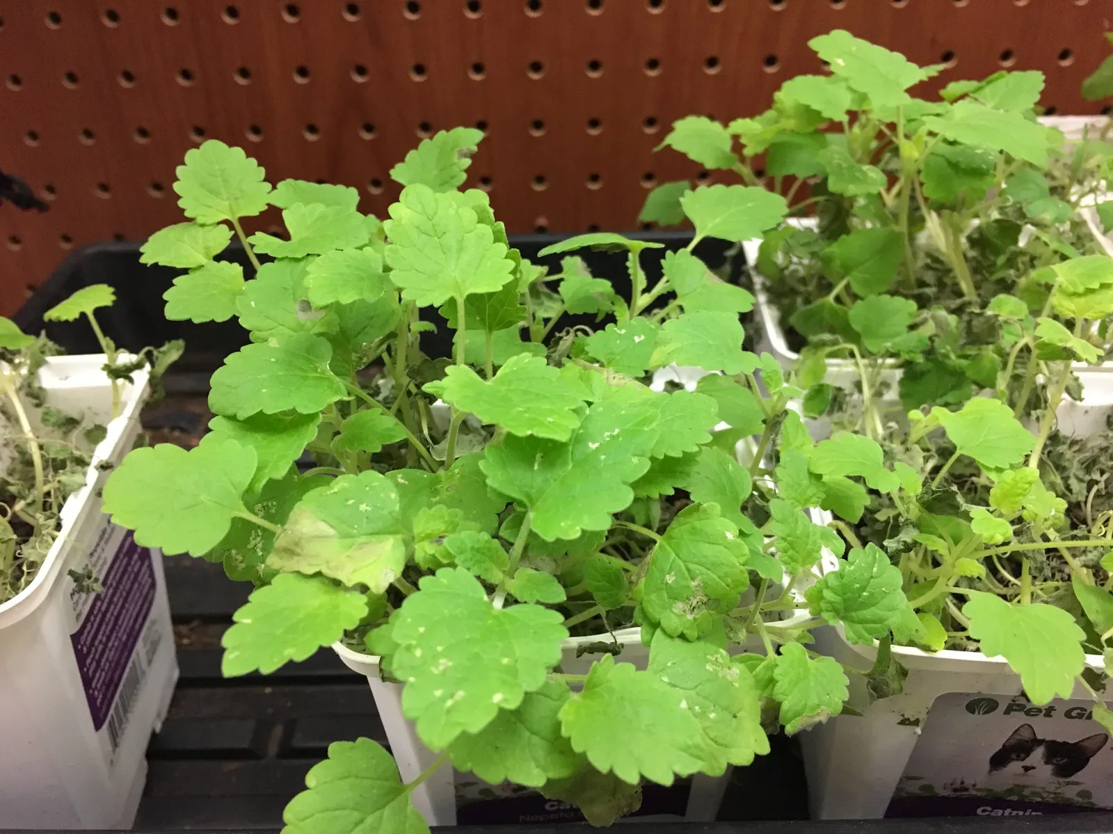 #9 - Catnip Outperforms Some Commercial Bug Sprays (By FASTILY, CC BY-SA 4.0)