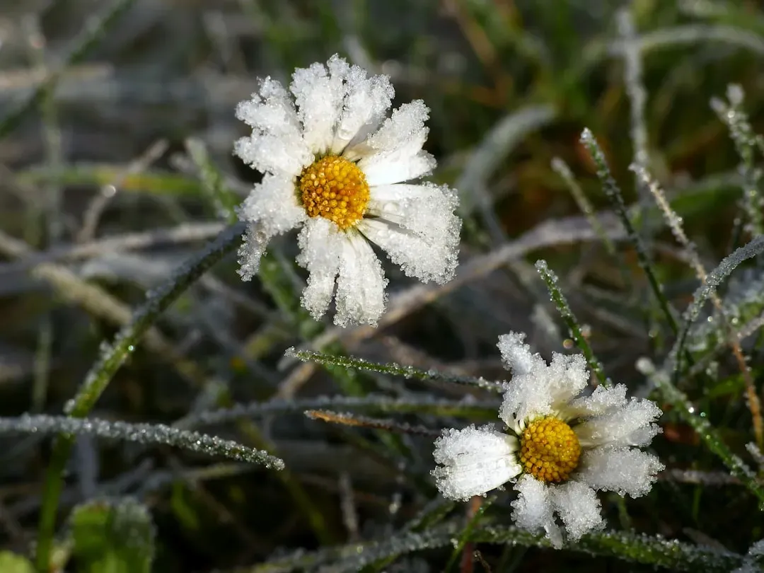 How Climate Change Is Scrambling Bloom Schedules (Image Credits: Unsplash)