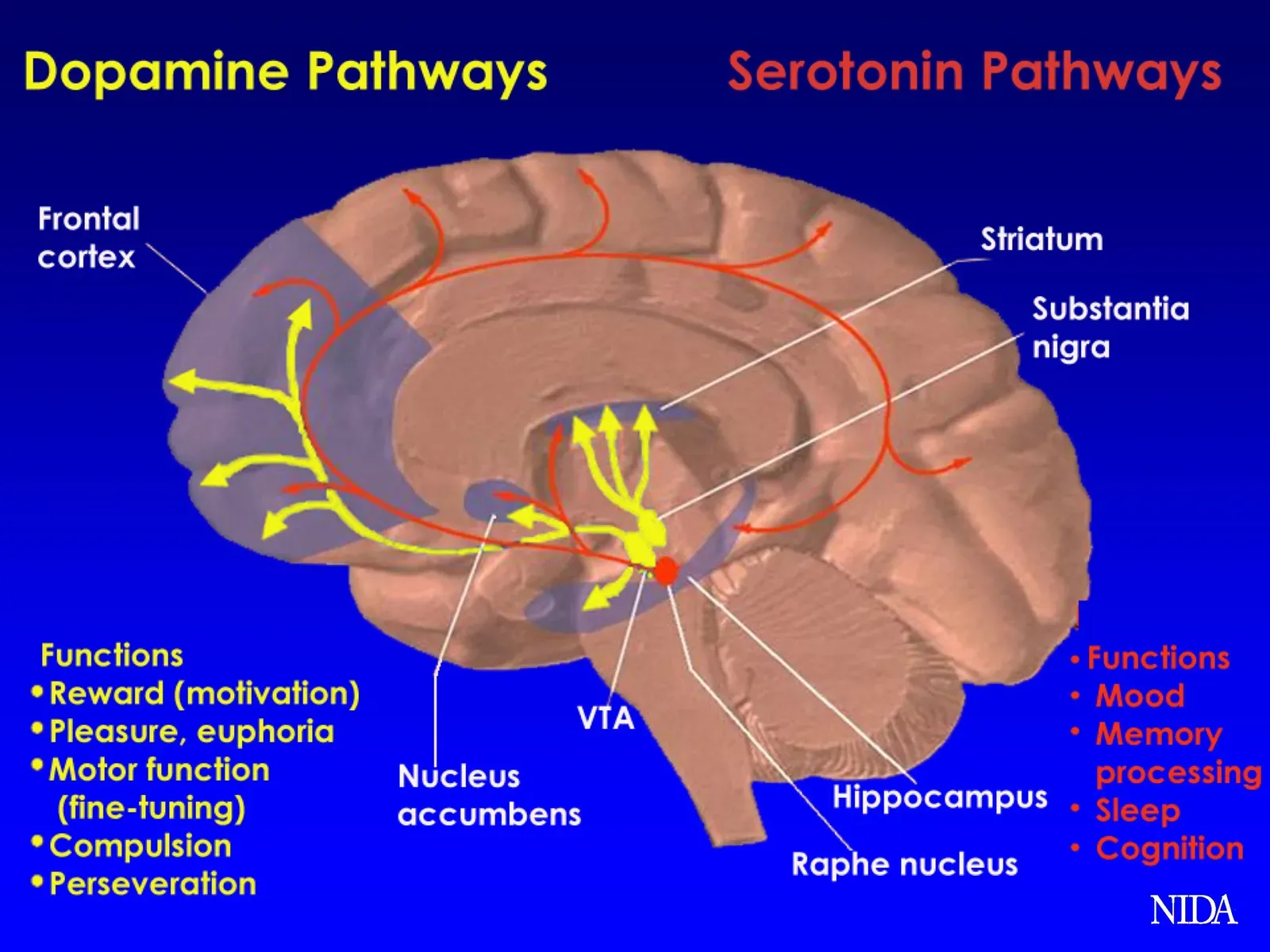 Dopamine: The Anticipation Architect (Image Credits: Wikimedia)