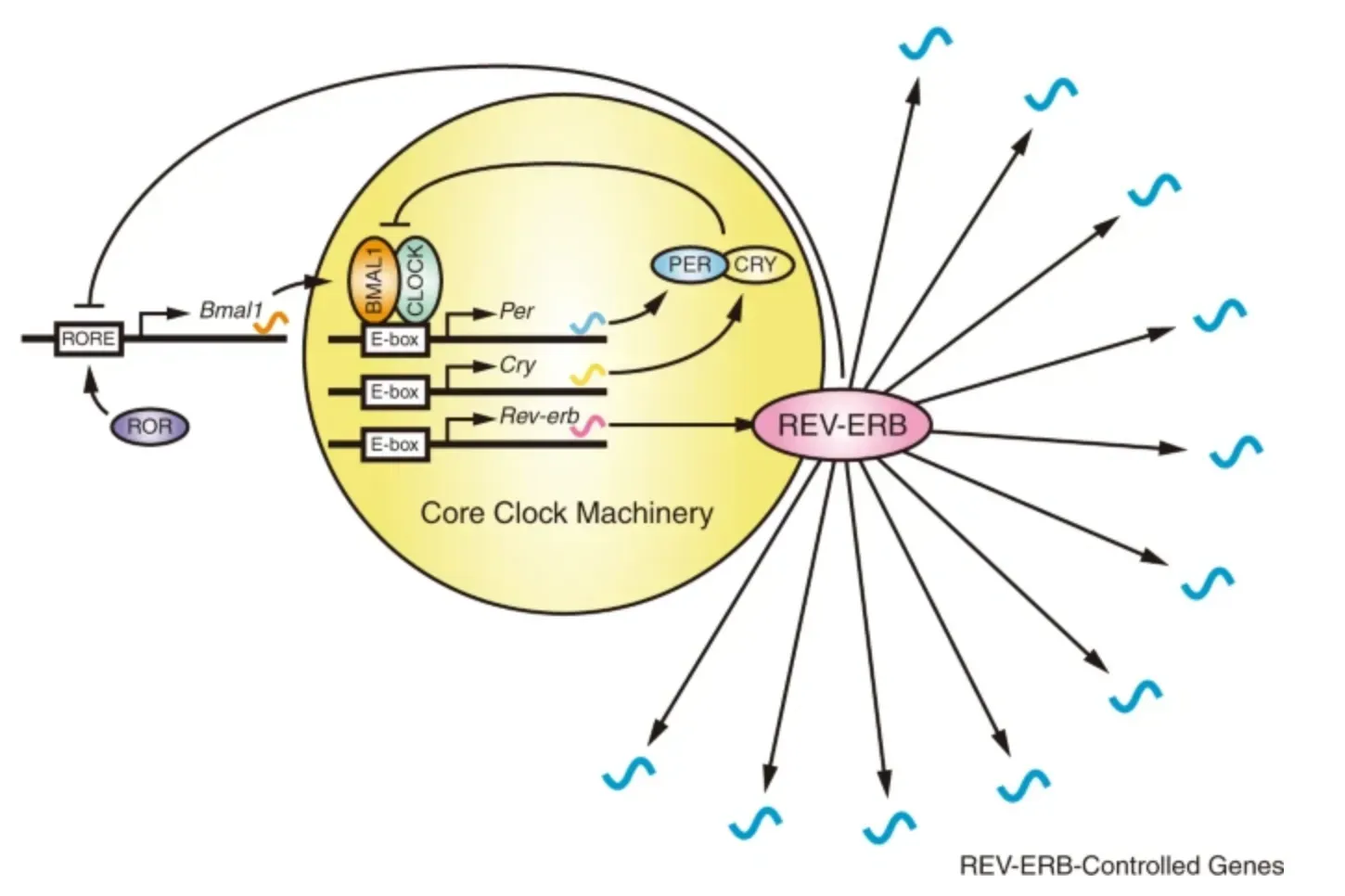 Epigenetics in Motion: How Exercise Rewrites the Margins, Not the Script (Image Credits: Wikimedia)