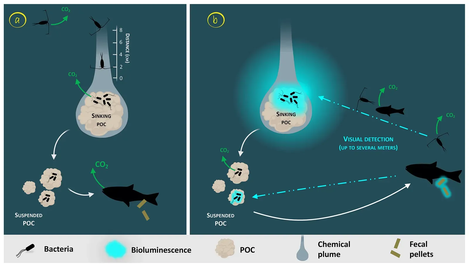 Mysterious Bioluminescent Signals: Who Is Talking to Whom in the Dark? (Image Credits: Wikimedia)