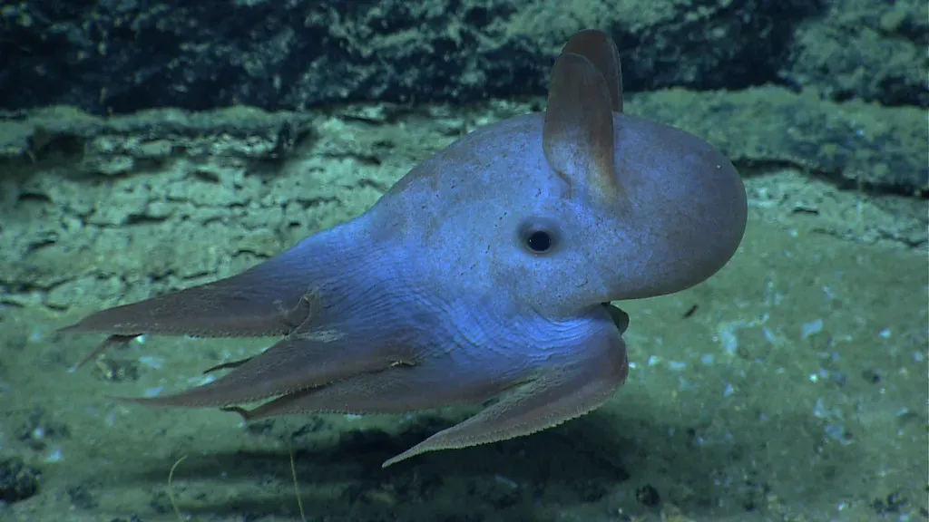 5. Dumbo Octopus: Delicate Survivor of the Ocean’s Great Depths (NOAA Photo Library, Flickr, CC BY 2.0)