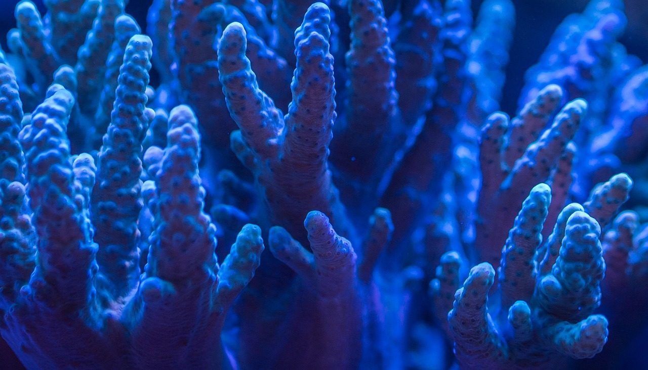 One Coral Polyp Can Start an Entire Reef (Image Credits: Pixabay)
