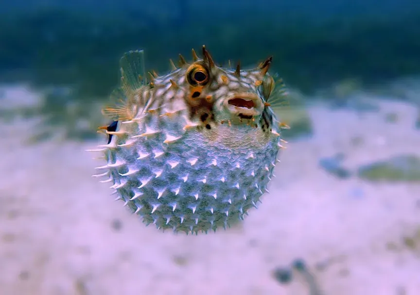 9. Pufferfish Sand Circles: Underwater Geometric Art (Image Credits: Unsplash)
