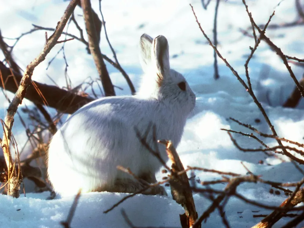 3. The Alaskan Hare - The Tundra's Cold-Weather Sprinter (Bering Land Bridge National Preserve, Flickr, CC BY 2.0)