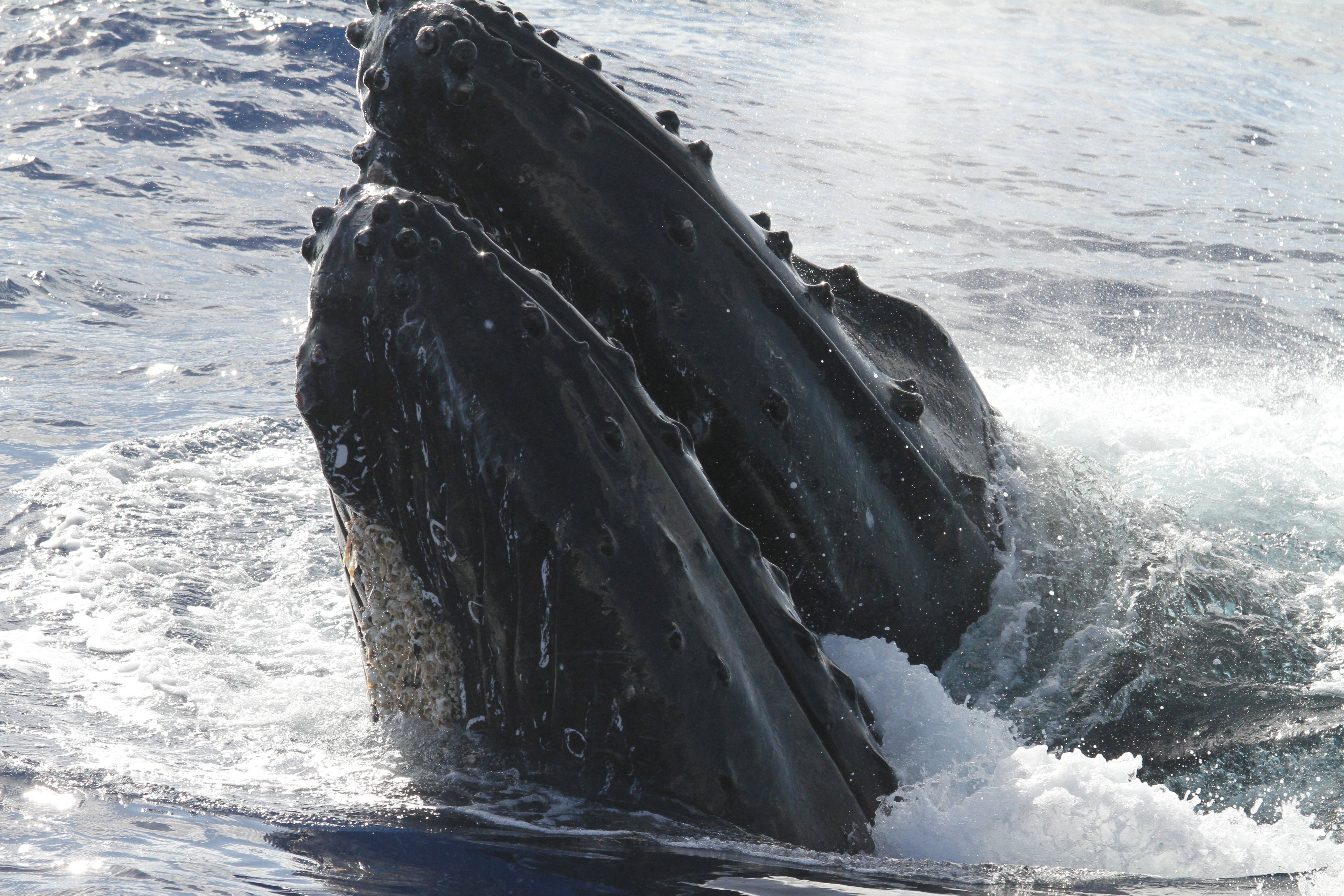 How You Can Help (Image Credits: Wikimedia)