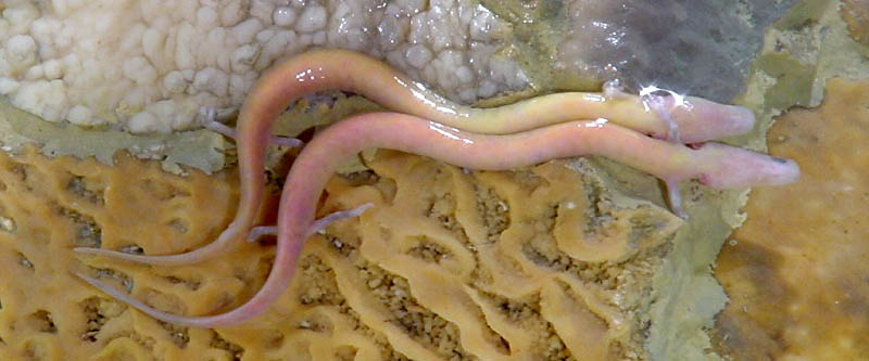 The Slowest Living Animals on Earth (Image Credits: Wikimedia)