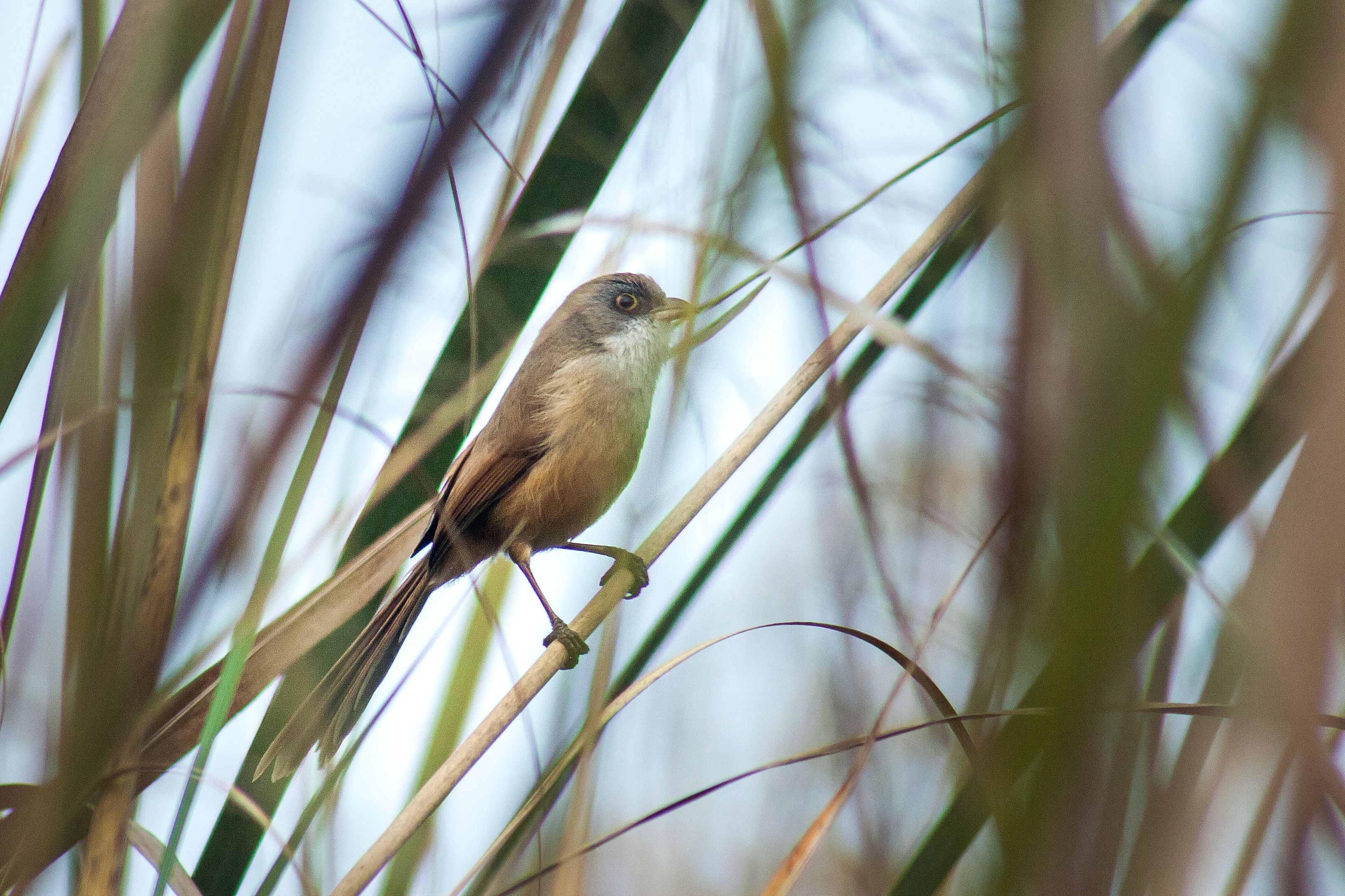 Myanmar Jerdon's Babbler: The Sparrow-Sized Comeback (Image Credits: Wikimedia)