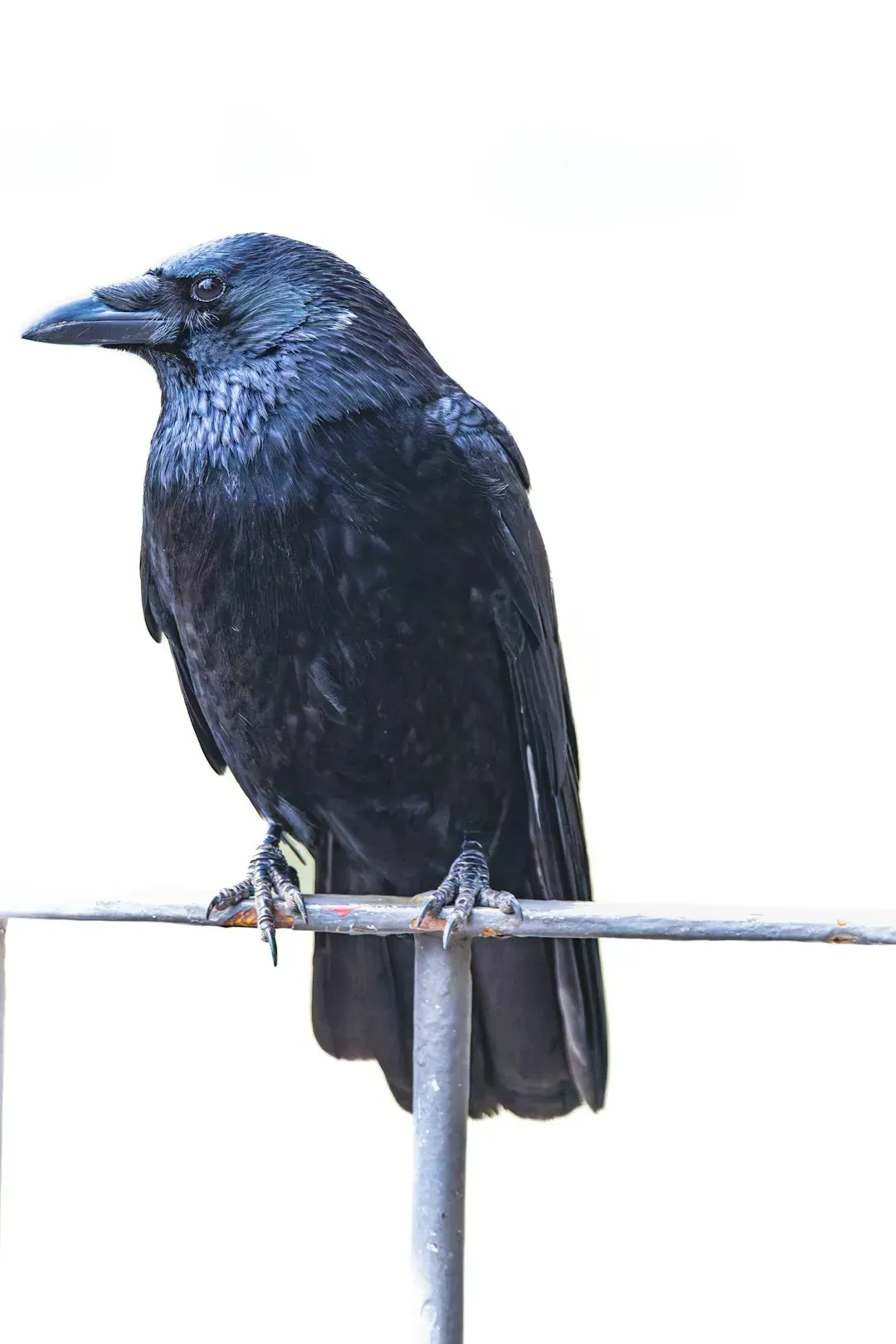 From Ancient Tools to Modern Science: New Caledonian Crows That Manufacture Hooked Tools (Image Credits: Unsplash)