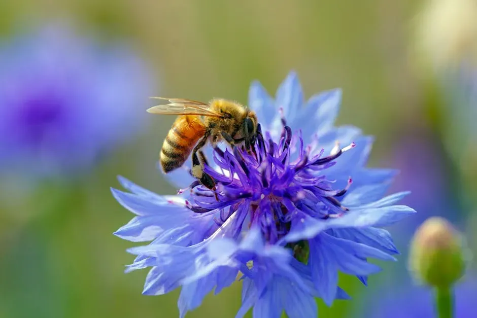 Bees And Butterflies: Reading Hidden Messages In Flowers (Image Credits: Pexels)