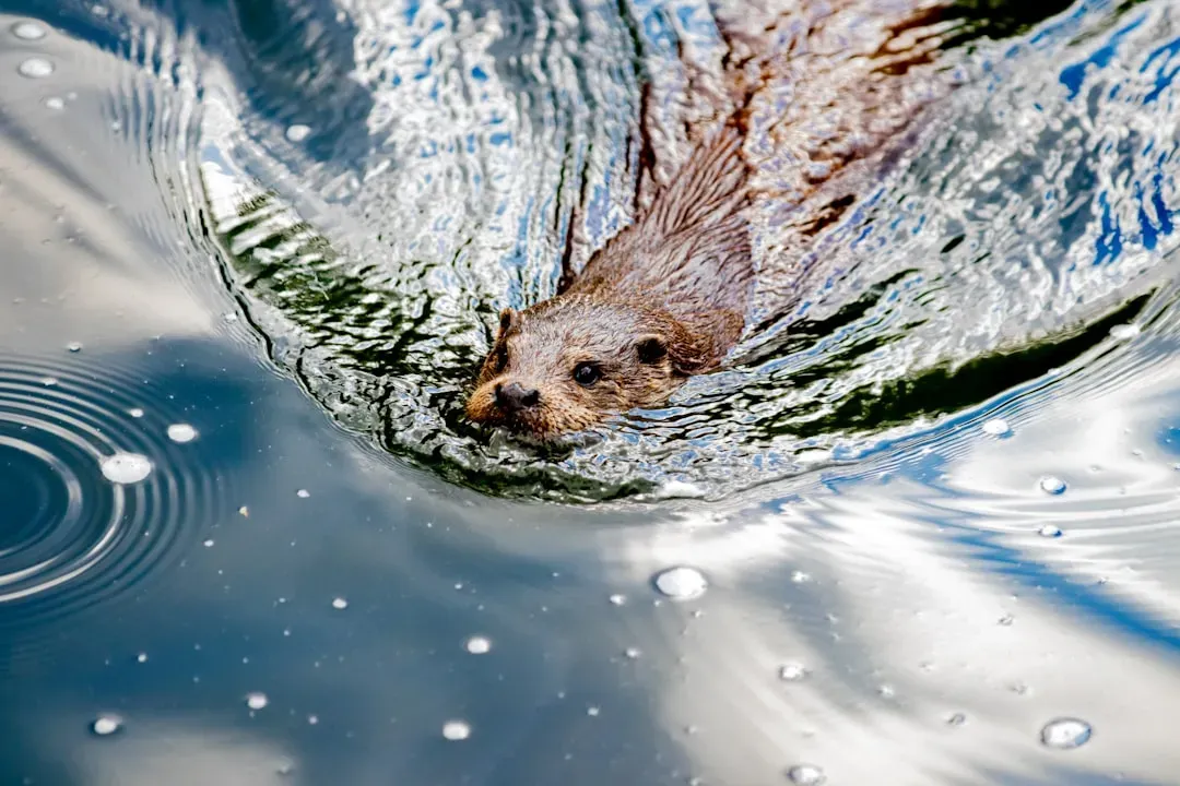 Otters, Climate Change, And The Future Of Cold Rivers (Image Credits: Unsplash)