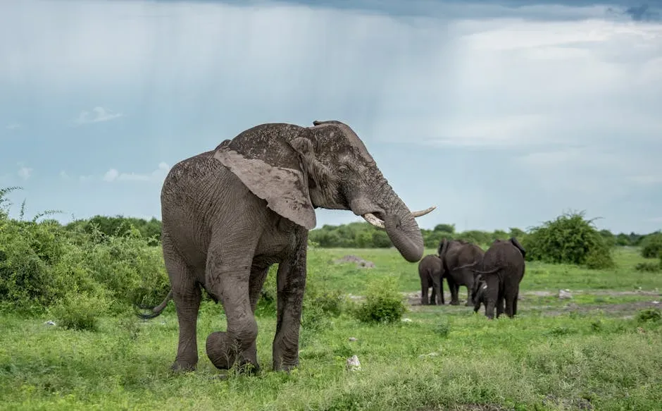 Parrots and Elephants: The Animals That Call Each Other by Name (Image Credits: Pexels)