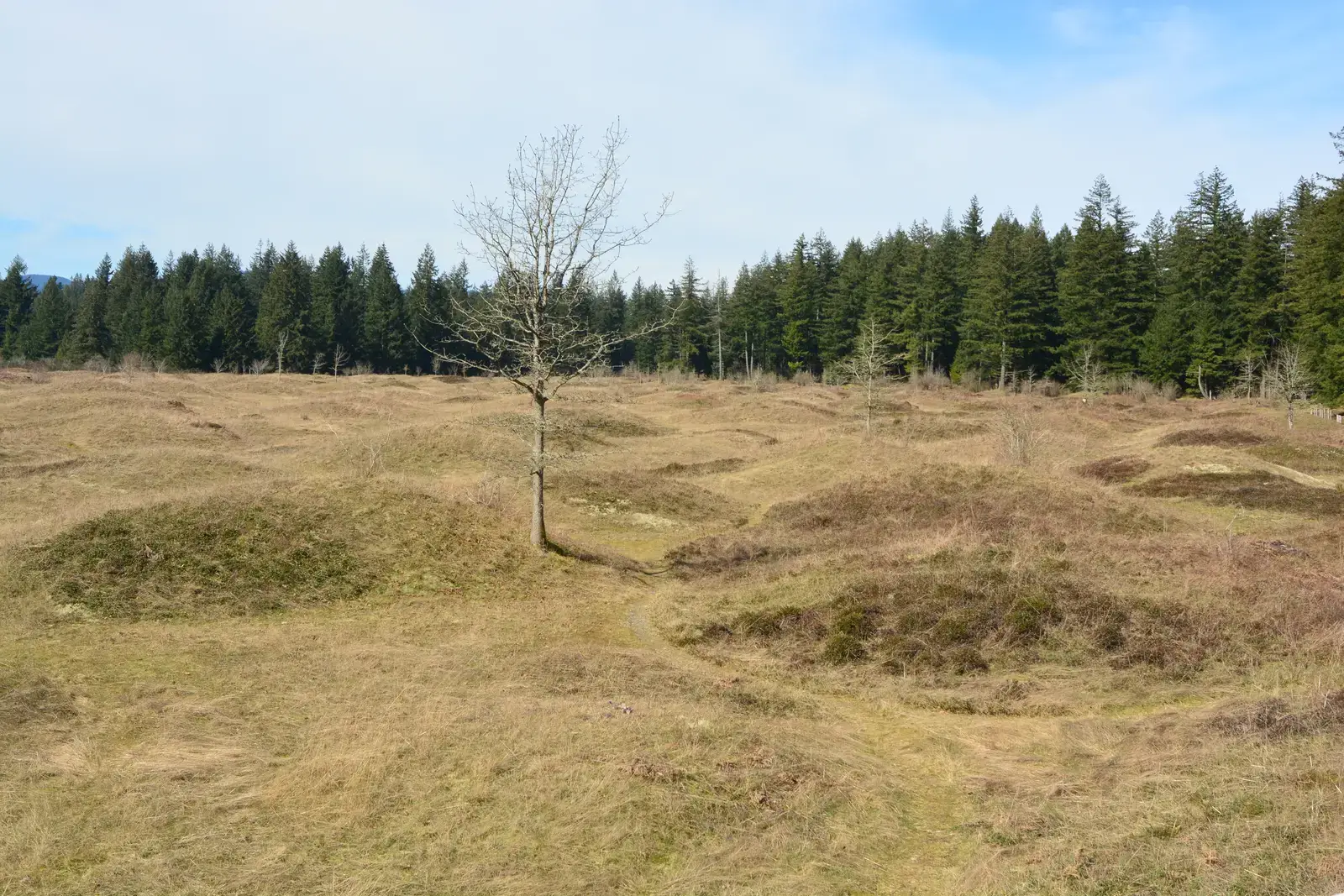 Mima Mounds: Earth's Inexplicable Bumps (Image Credits: Wikimedia)