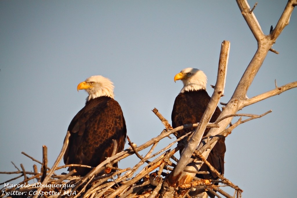Wisconsin Leads the Midwest with 1,600 Breeding Pairs (Image Credits: Flickr)