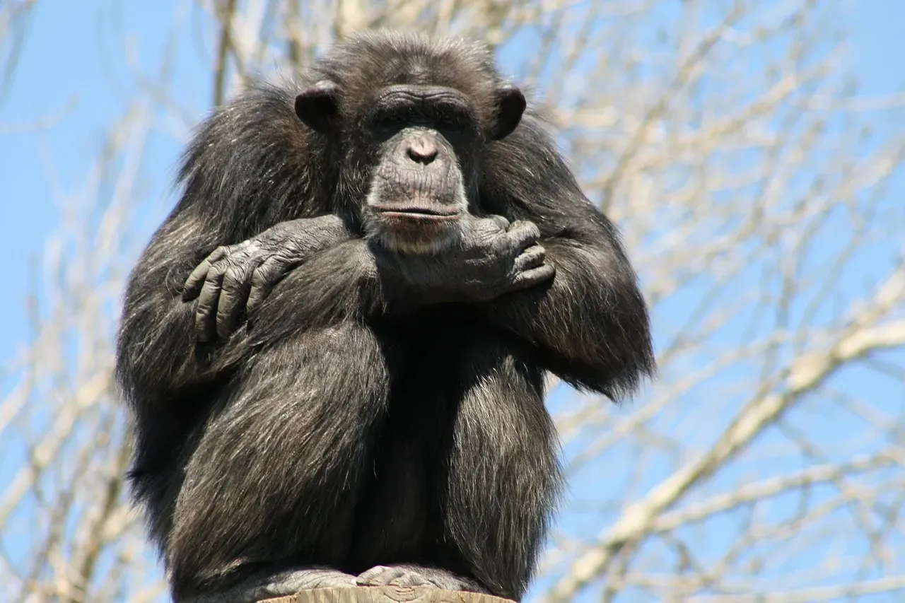 1. Chimpanzees: The Benchmark for the Mirror Test (Image Credits: Pixabay)