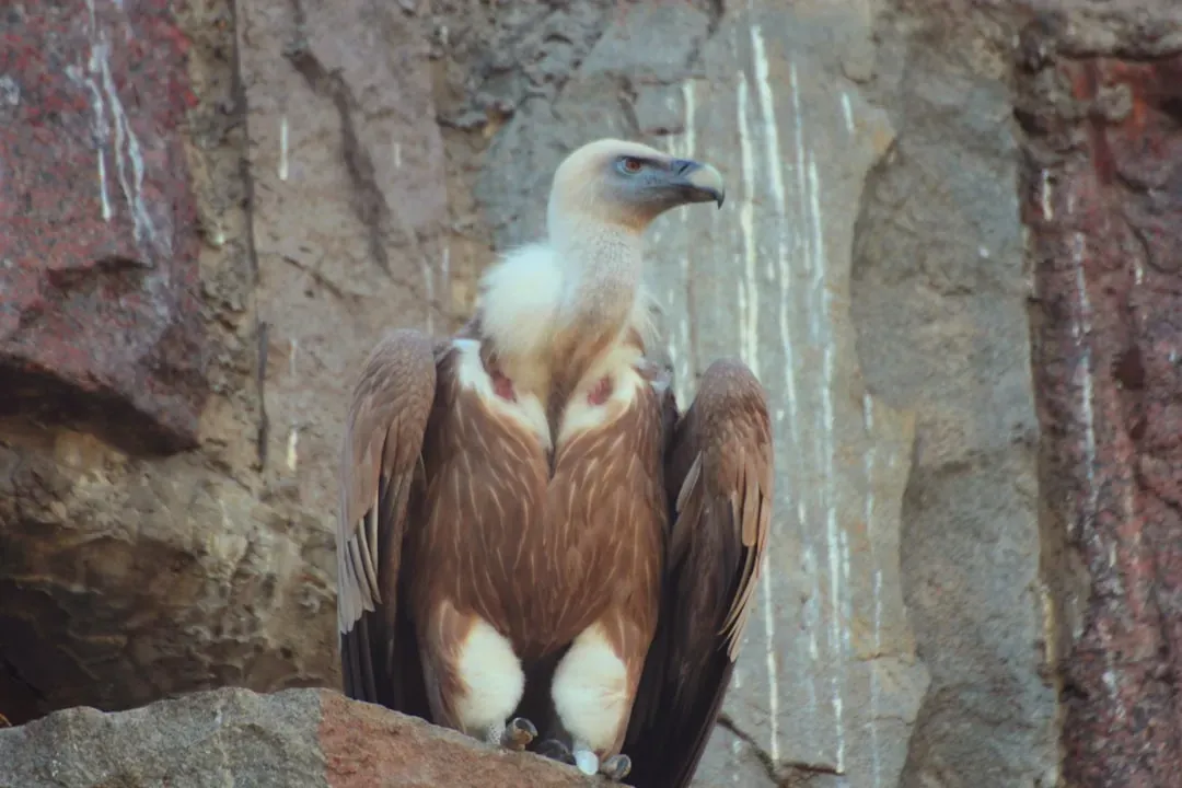 1. You’re Looking At One Of Europe’s Largest Flying Predators (Even If It Rarely Kills) (Image Credits: Unsplash)