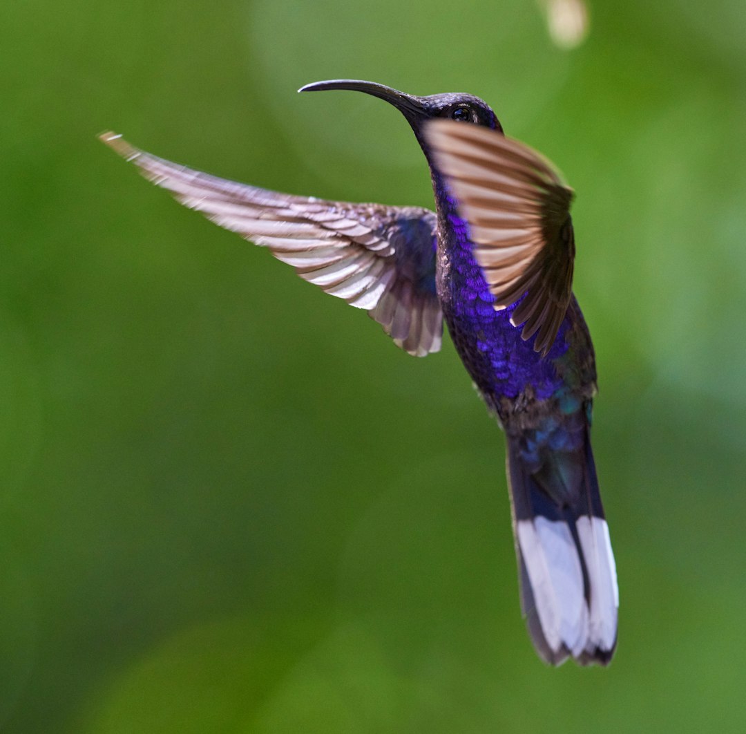 Defying Bernoulli's Principle Through Dynamic Wing Morphing (Image Credits: Unsplash)