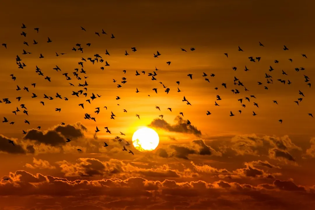 4. A Mega‑Flock or Mass Migration Passing Directly Overhead (Image Credits: Unsplash)