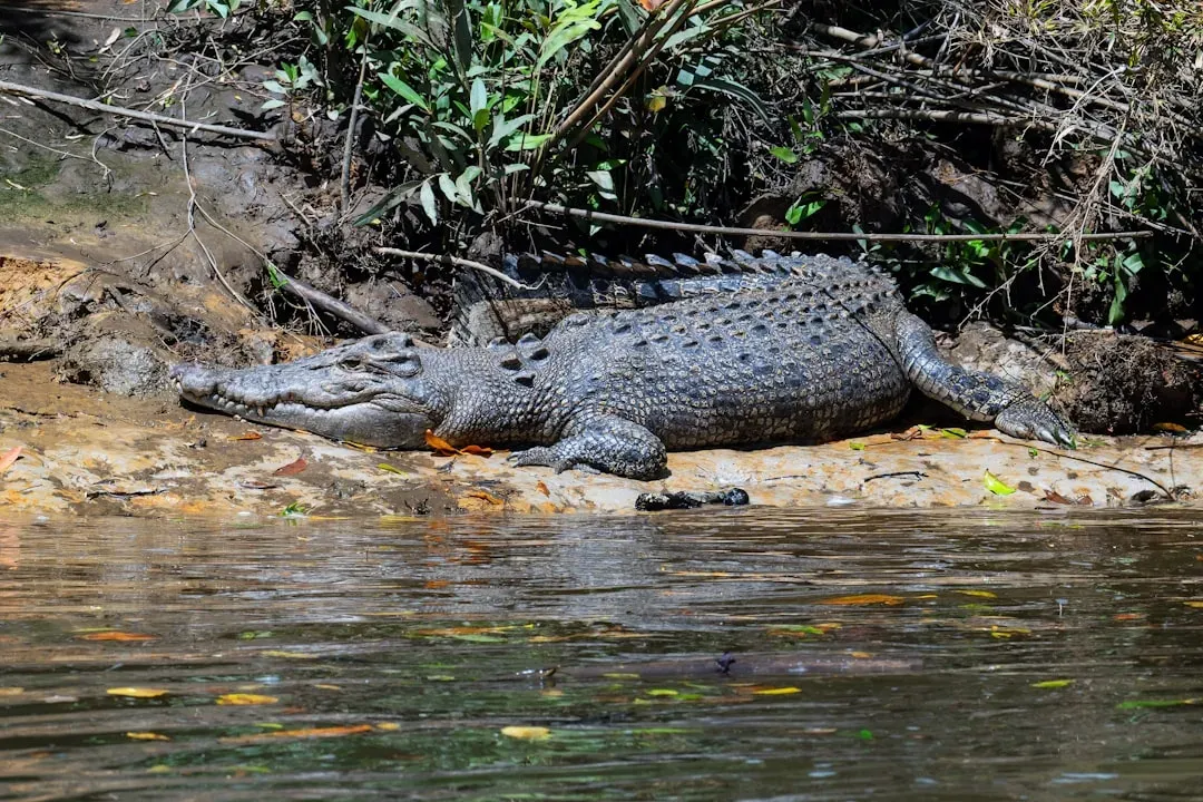 Crocodiles: Cold‑Blooded Predators Built for Long Hunger Strikes (Image Credits: Unsplash)