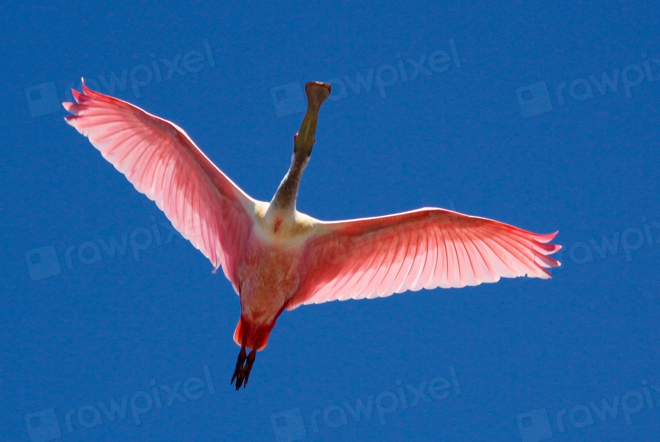 Global Perspectives (Image Credits: Rawpixel)