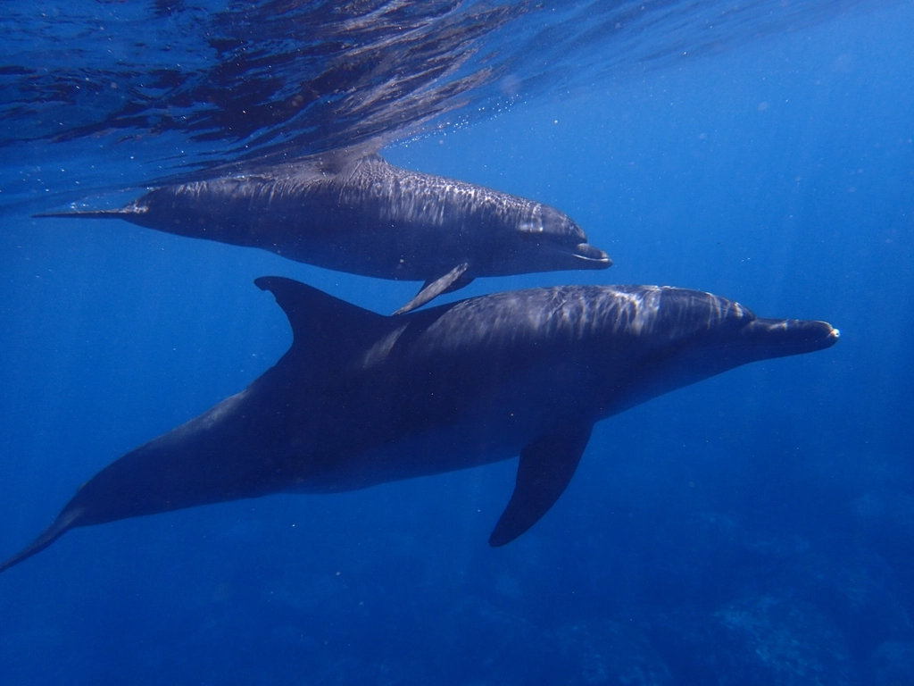 Alliances in the Blue (Image Credits: Rawpixel)