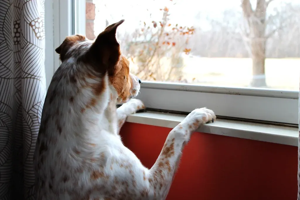 The Watchdog Check: Is It Really You? (Image Credits: Rawpixel)