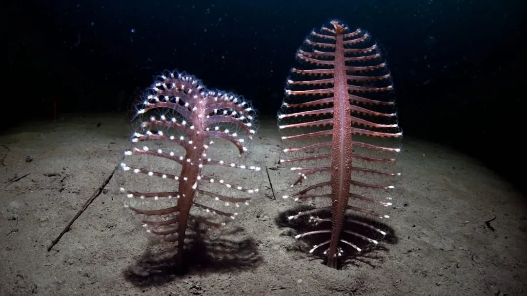 Alien-Looking Animals You Won’t See On Any Beach (Image Credits: Unsplash)