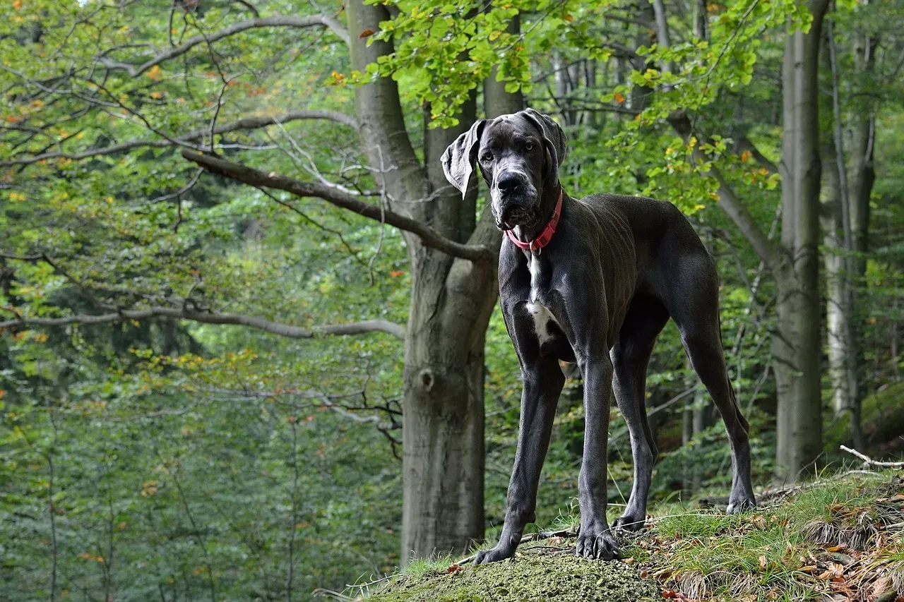 The Gentle Giant: Great Dane (Image Credits: Pixabay)