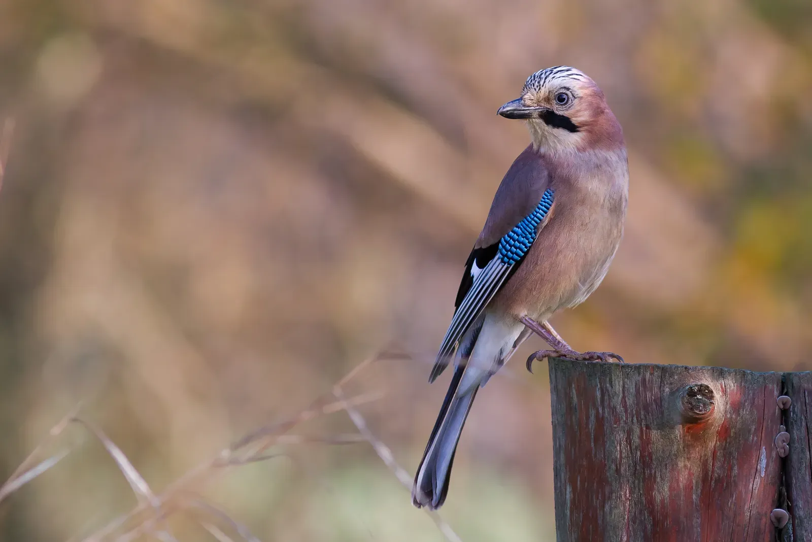 8. Bird Brains Are Small but Densely Packed Powerhouses (Image Credits: Wikimedia)