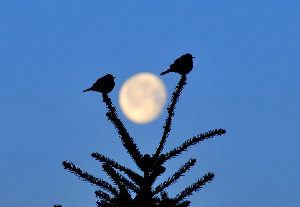 Why Lunar Literacy Matters for Conservation (USFWS Mountain Prairie, Flickr, CC BY 2.0)