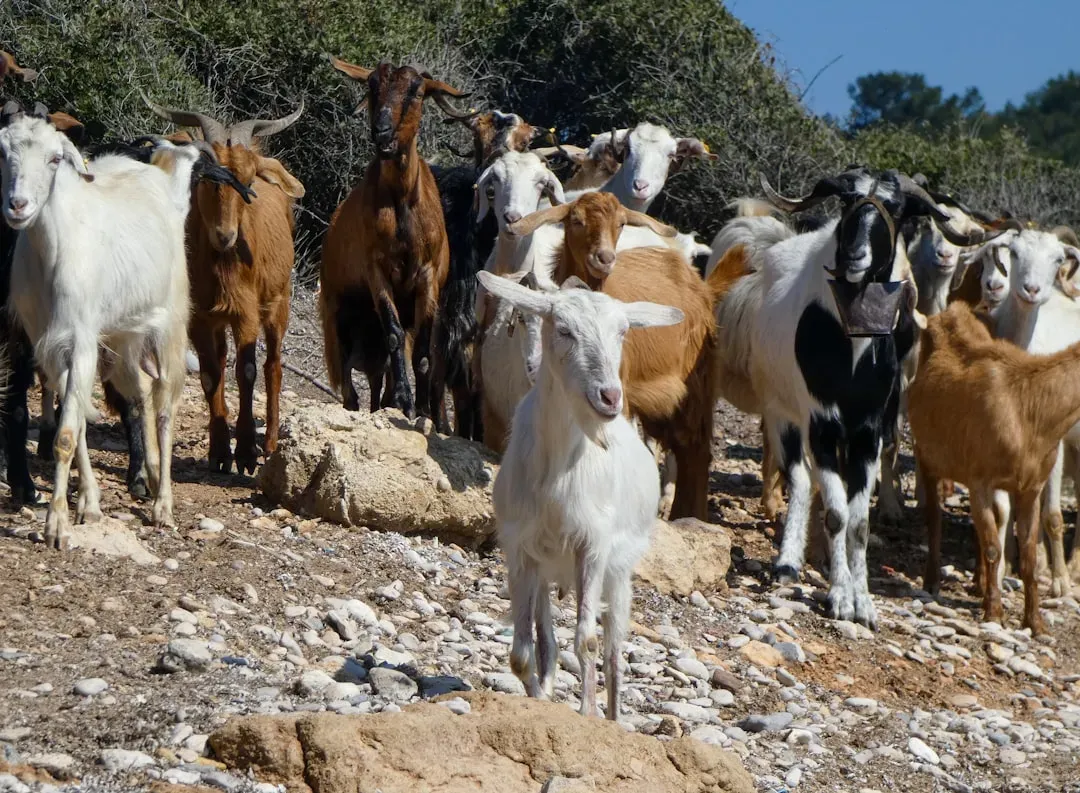 15. There Are Hundreds Of Goat Breeds With Wildly Different Traits (Image Credits: Unsplash)