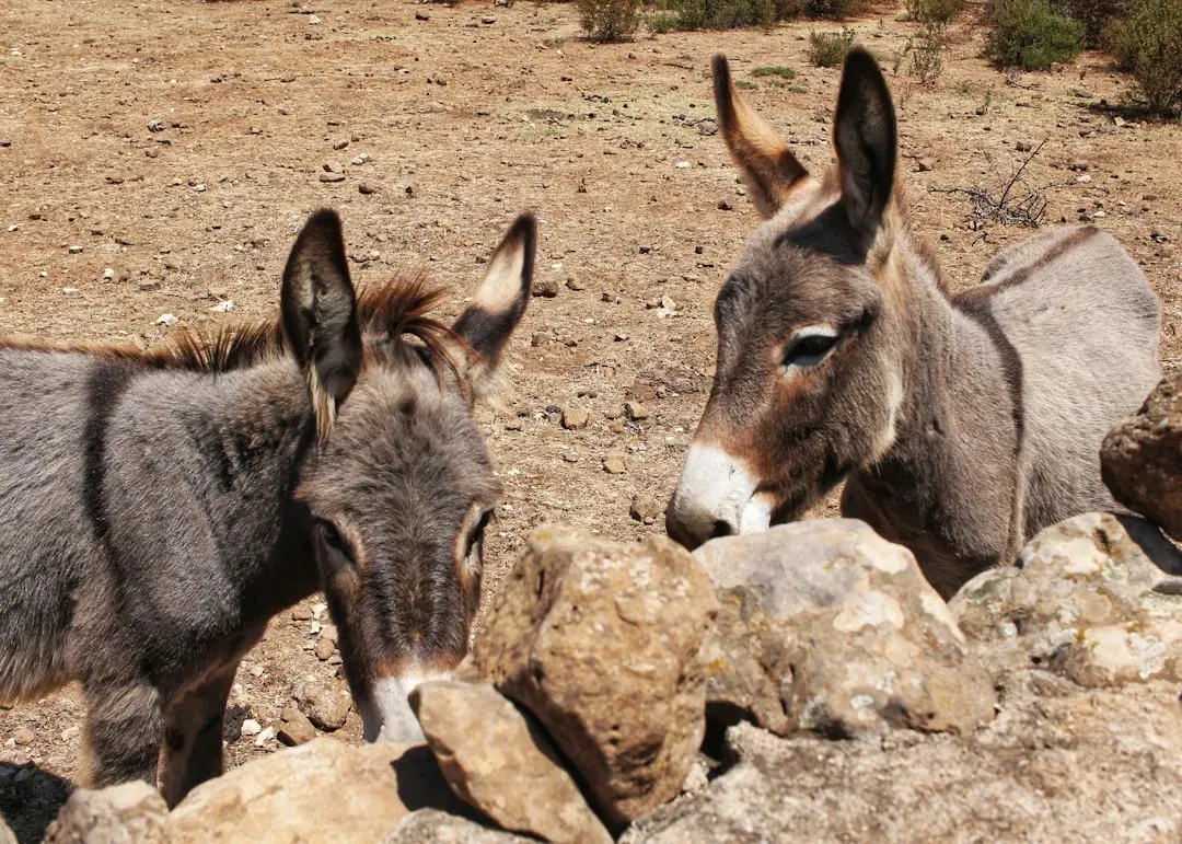 3. Donkeys Can Learn as Fast as Dolphins and Dogs (Image Credits: Unsplash)