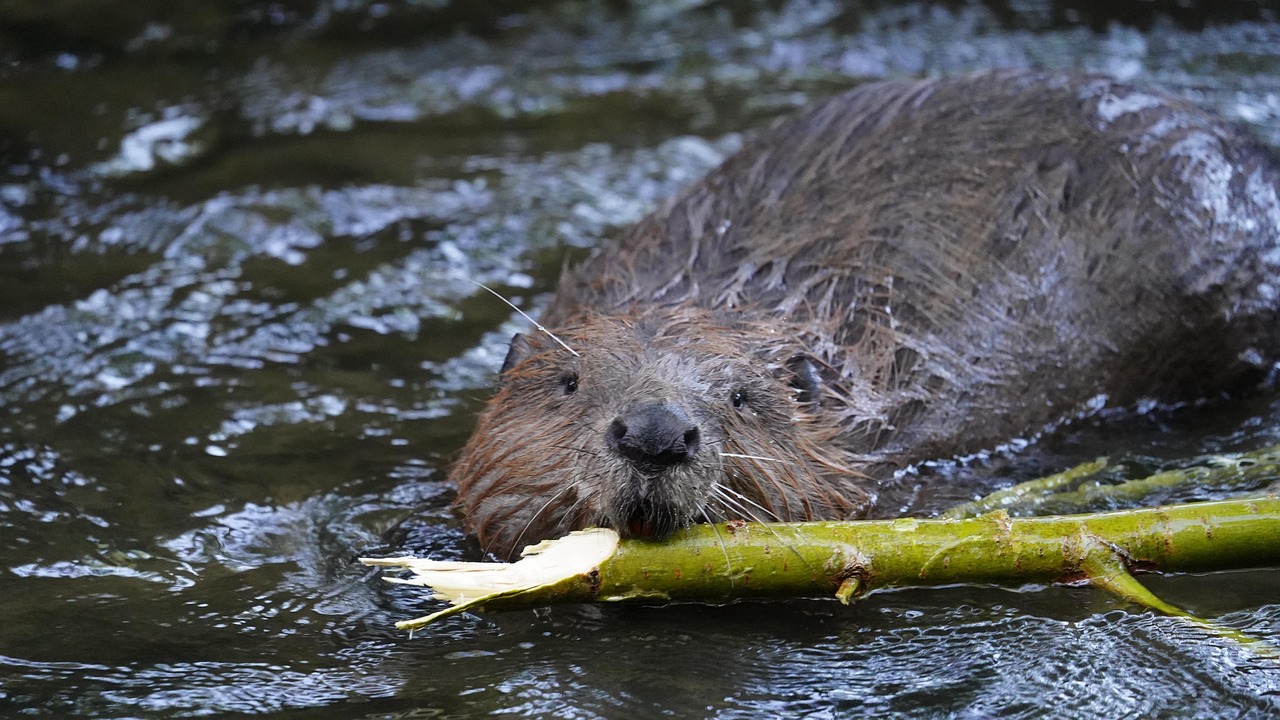 Taurus Rising: The Steadfast Beaver (Image Credits: Pixabay)