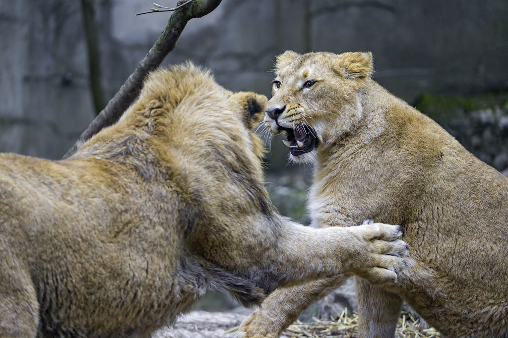 When Solitary Males Take Over Prides (Image Credits: Flickr)