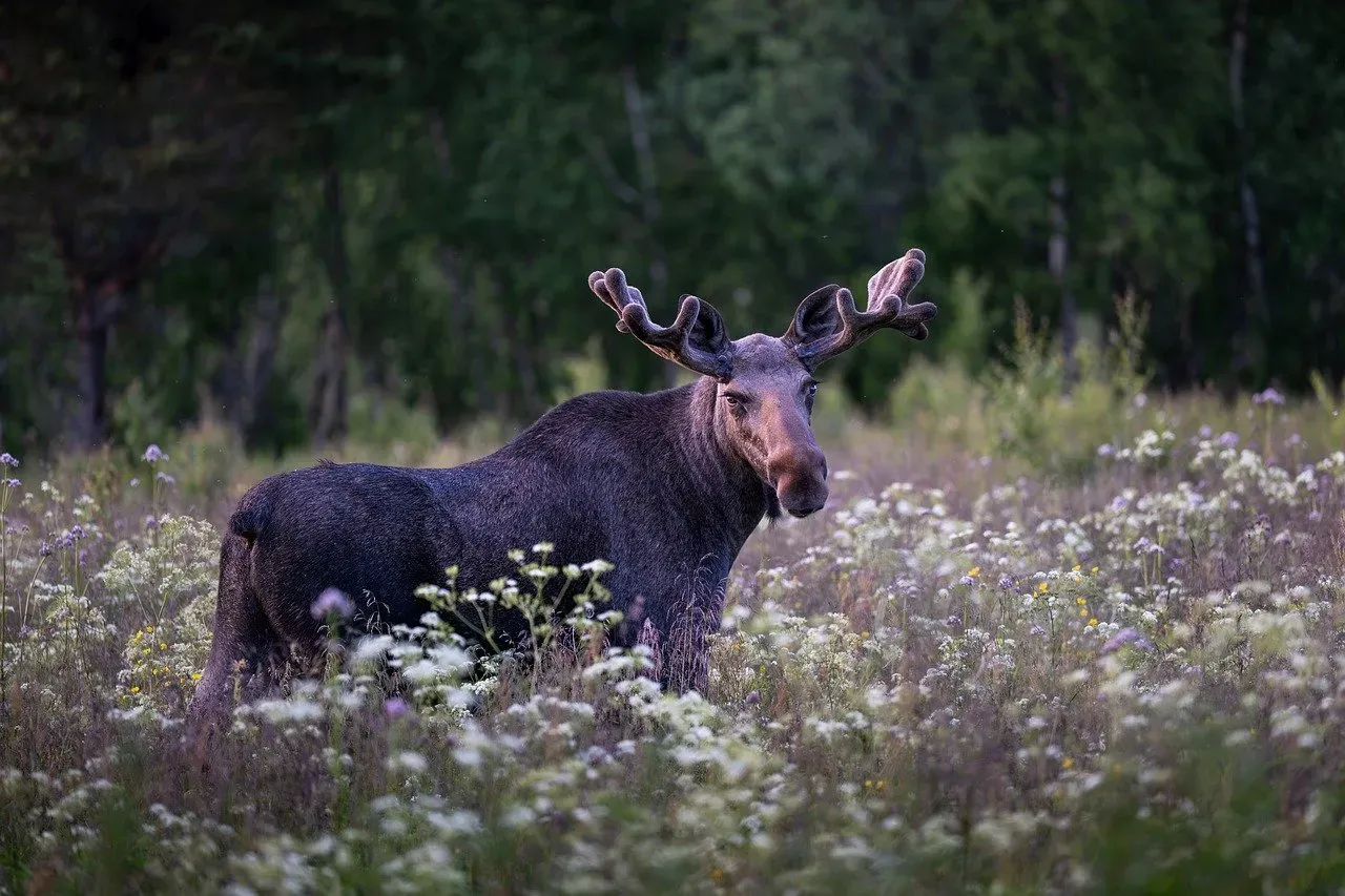 Respect Moose As Wild Neighbors, Not Tourist Attractions (Image Credits: Pixabay)