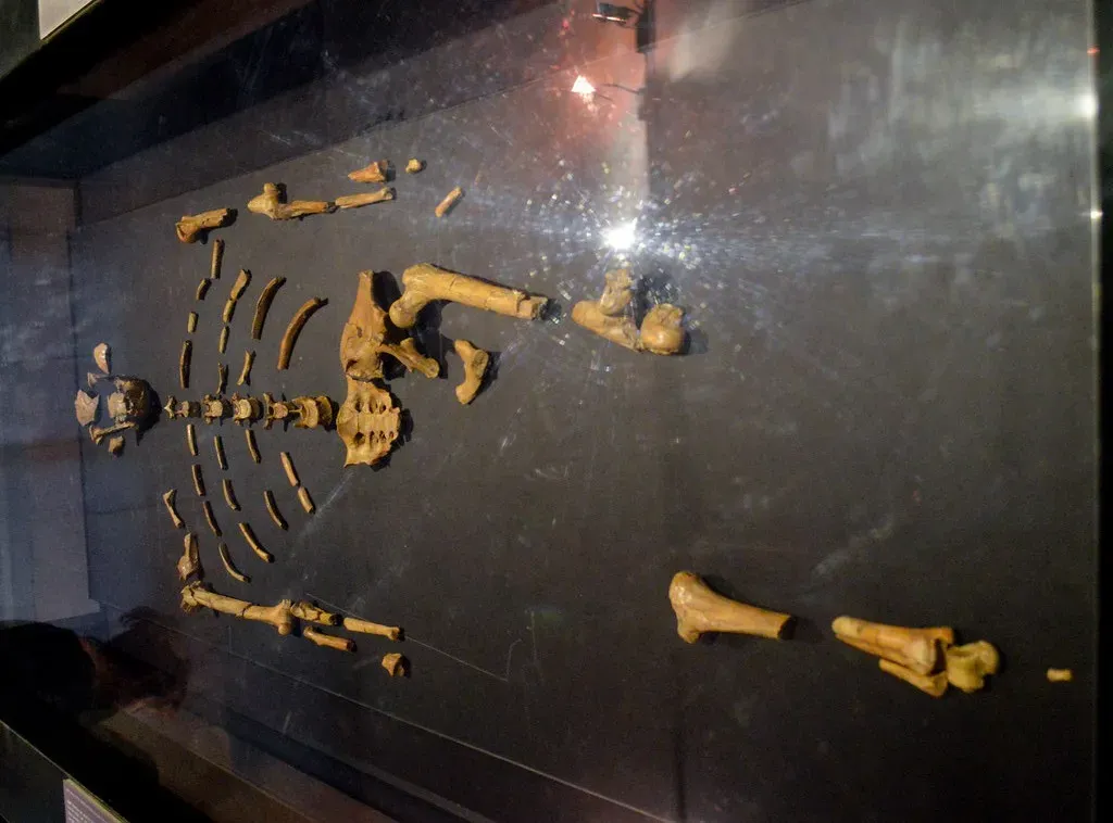 8. Lucy the Australopithecus: A Chance Glint of Bone That Redrew Your Family Tree (Image Credits: Flickr)