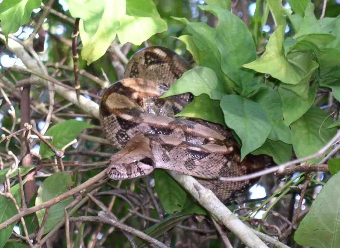 Taurus – The Boa Constrictor: Slow Grip And Relentless Hold (Image Credits: Wikimedia)
