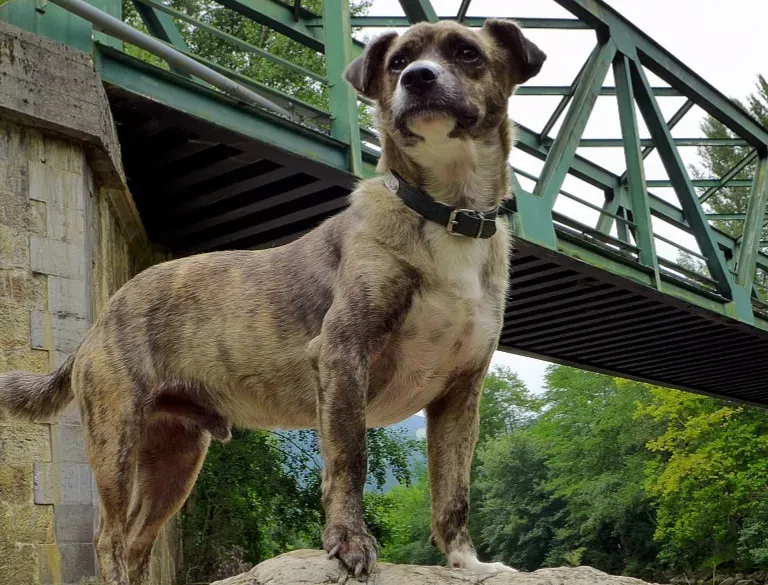 The Strange Stories People Swear They Saw (Image Credits: Wikimedia)