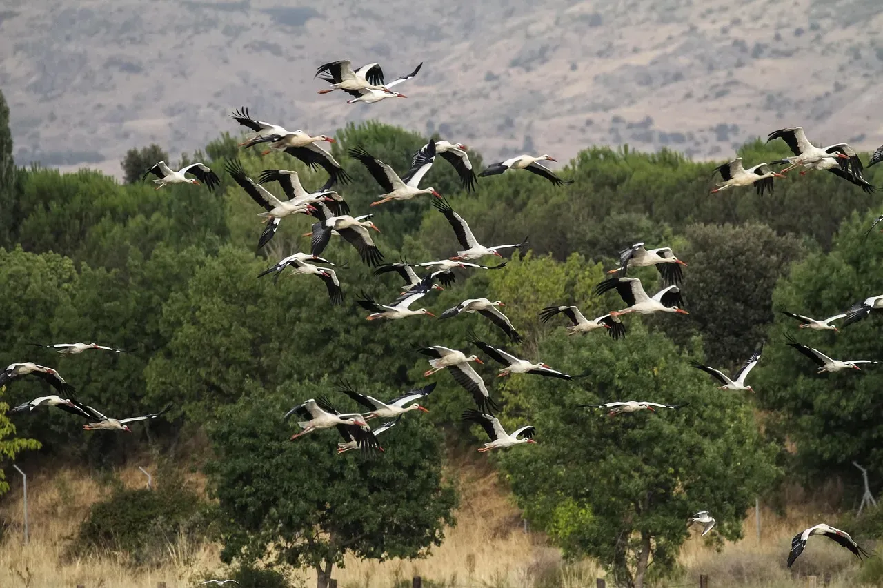 5. Birds Stop Singing and Start Disappearing (Image Credits: Pixabay)