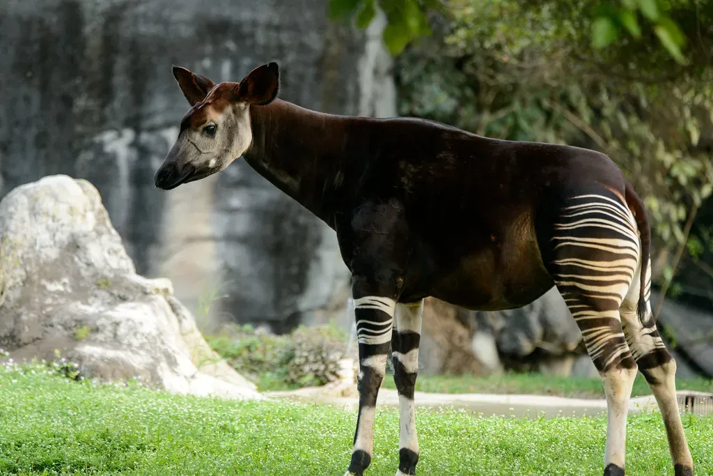 10. The Okapi - Half Zebra, Half Giraffe, All Mystery (Image Credits: Flickr)