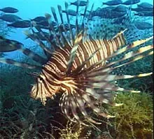 #1 Lionfish Invasion: Tropical Predators on the Wrong Side of the World (Image Credits: Flickr)