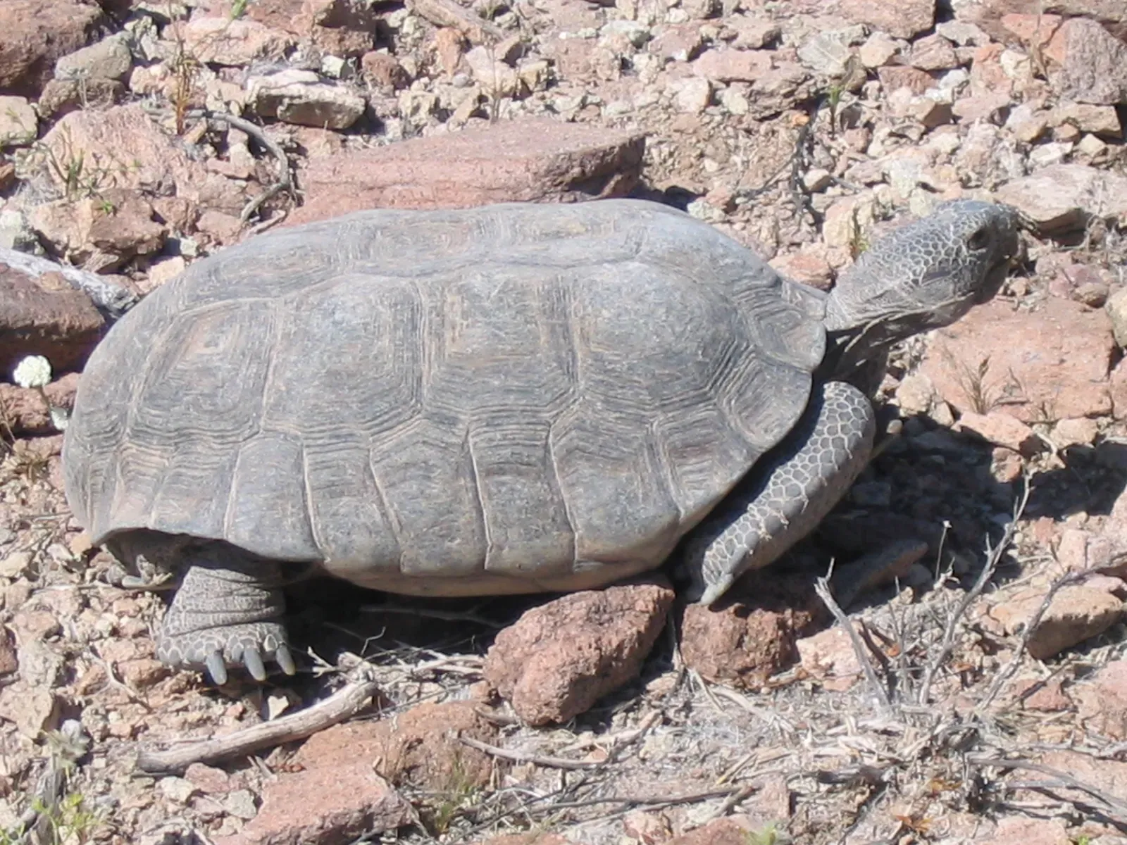 7. Mohave Desert Tortoise – Slow Life in a Fast-Changing Desert (Mojave Desert Tortoise (Gopherus agassizii), Public domain)