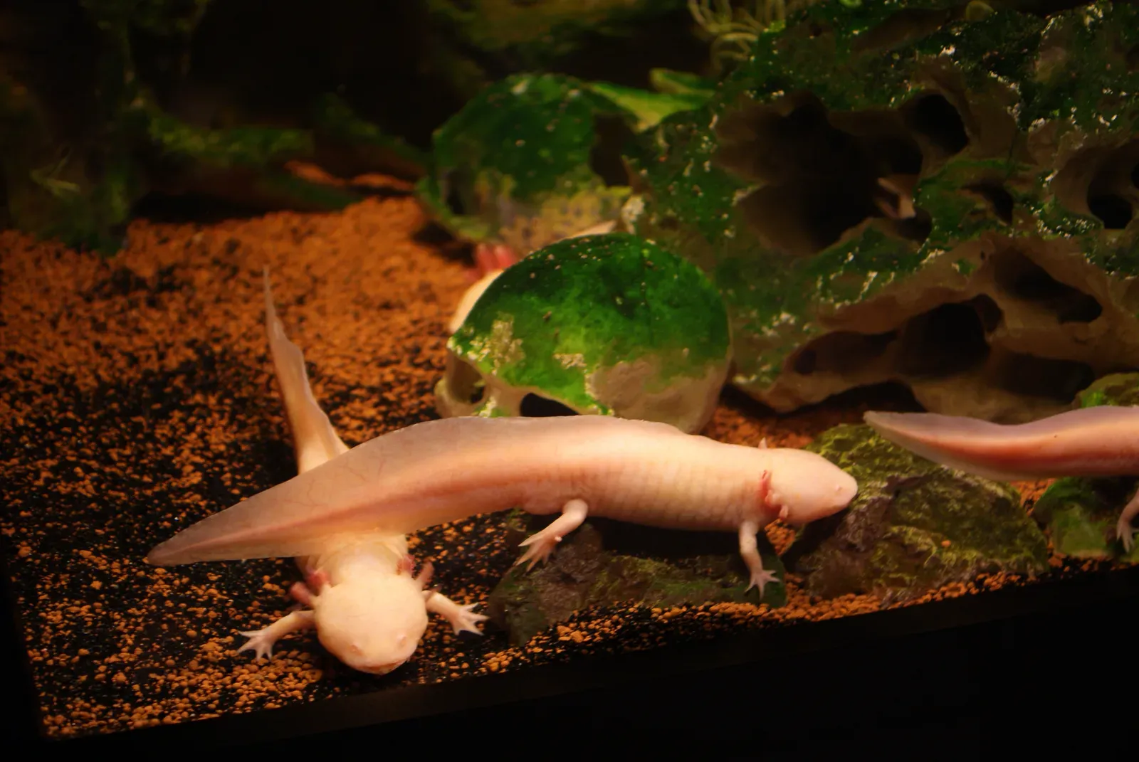 The Axolotl: The Creature That Simply Refuses to Grow Up (By Хомелка, CC BY-SA 4.0)