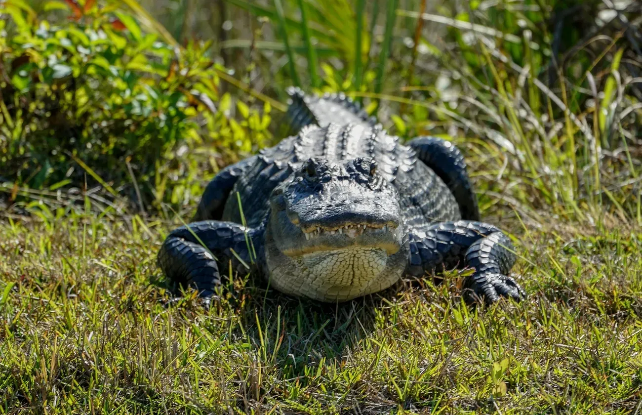 Scorpio – The American Alligator (Image Credits: Rawpixel)